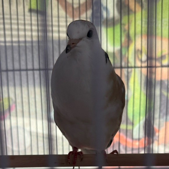 fluffbuny